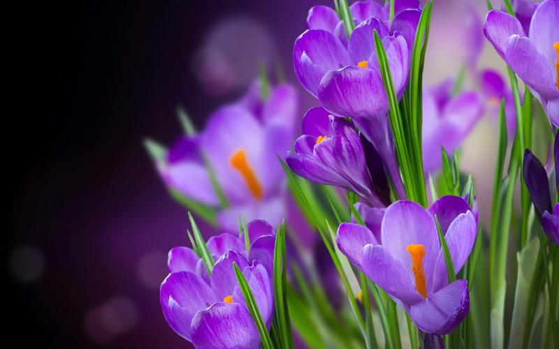 番红花紫色花朵微距摄影 iphone 壁纸