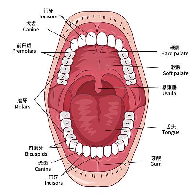 口腔解剖图片