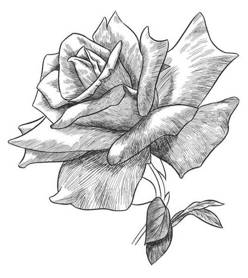 玫瑰花怎么画素描,画一朵漂亮的玫瑰花-万网时代