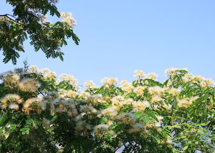 旬城:首现白花合欢树