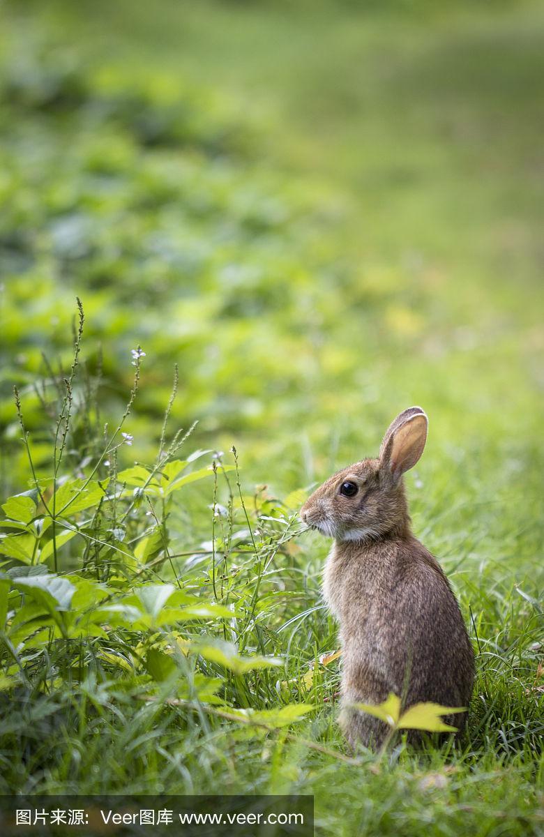 草丛中的小兔