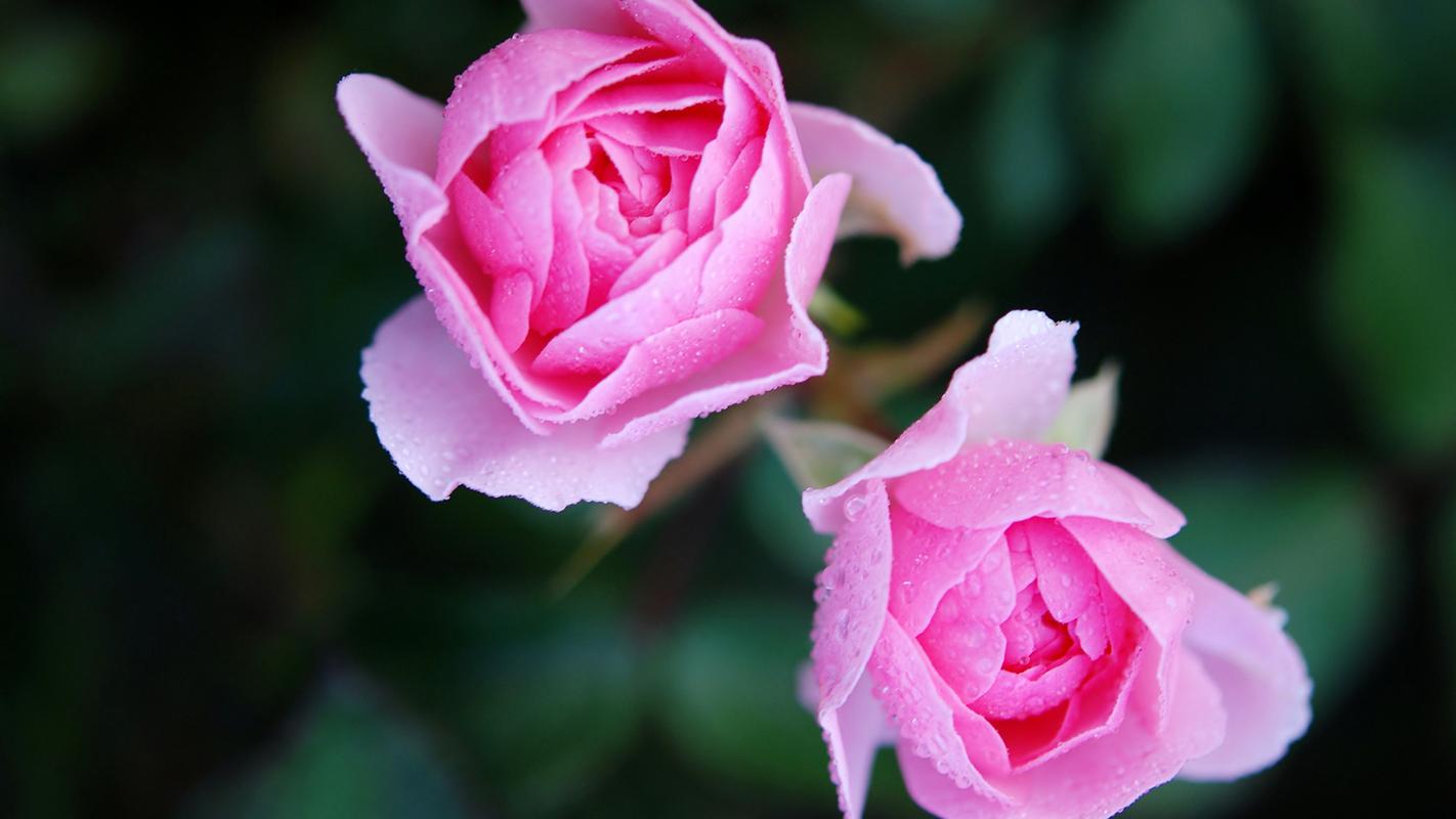 清新的粉色玫瑰花摄影高清宽屏壁纸