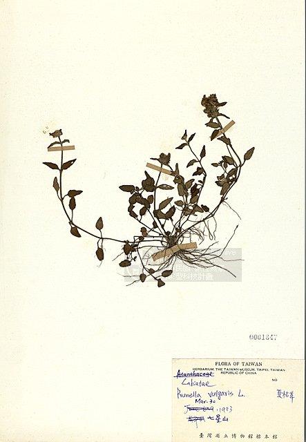 藏品图片:夏枯草 (taim-h001847) br>学名:prunella vulgaris l.