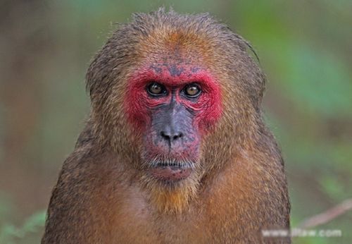 近拍红面短尾猴动物面部特写图片分享!