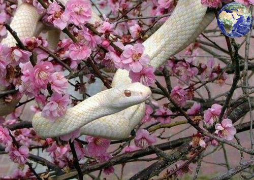 像白娘子一样漂亮的白蛇原来真的存在
