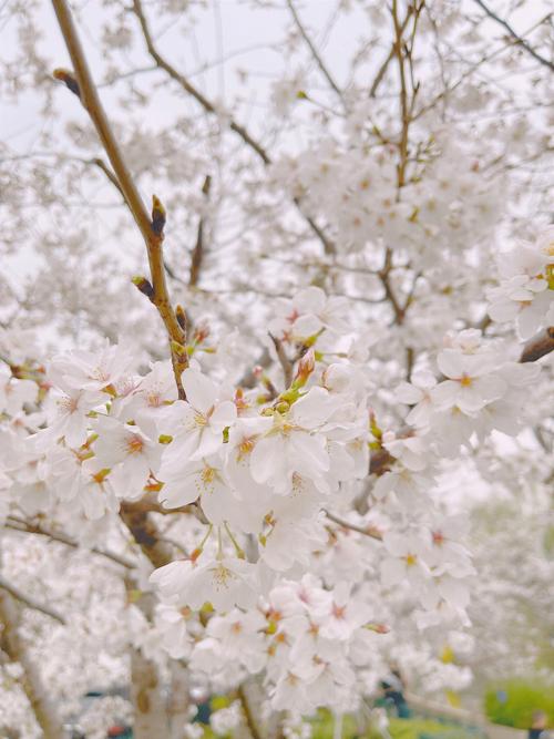 春天樱花的季节