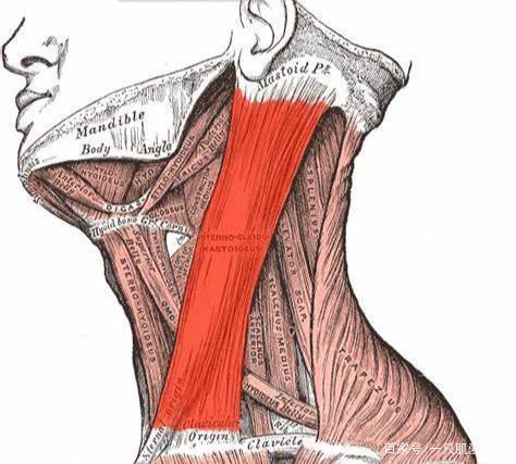 当它弱化后,深颈屈肌会随着下巴远离颈部倾斜而延长.