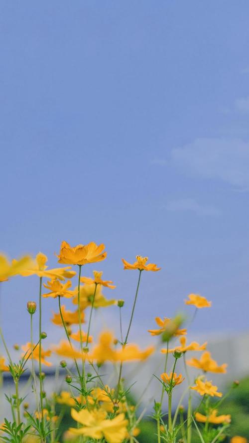 小清新养眼的金莲花,植物-手机壁纸