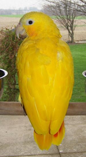 天价变异大黄帽亚马逊鹦鹉价值15万,能说话会唱歌,鸟友都说值