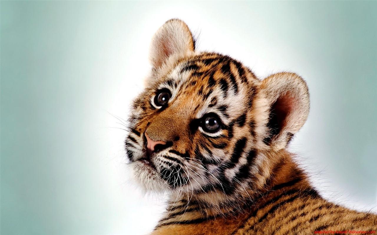 精选动物世界可爱的小老虎幼崽高清图片桌面壁纸下载