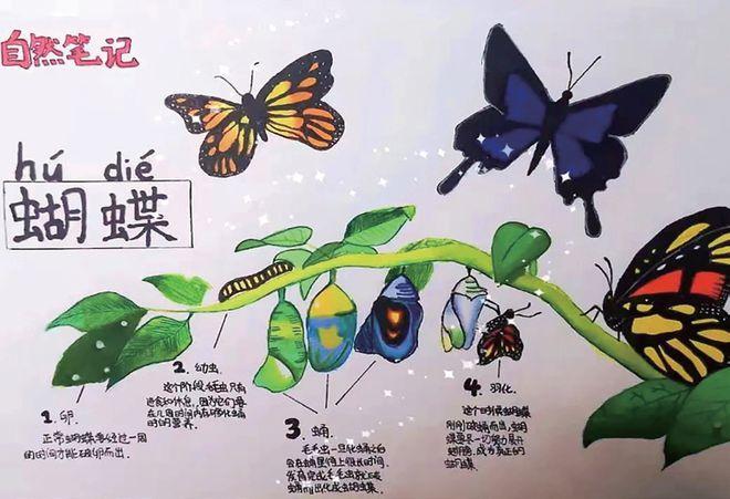 四个阶段:幼虫,毛毛虫,蛹,蝴蝶自然笔记:绘制蝴蝶生命的四个阶段及