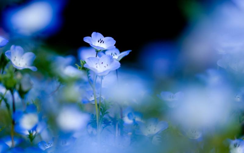蓝色的野花,花,朦胧