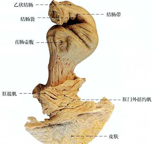 直肠肛管解剖示意图人体解剖图