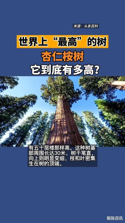 世界上"最高"的树 杏仁桉树 它到底有多高?