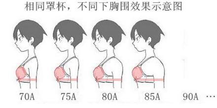首页 健康 资讯 上胸围的测量方法是:将身体弯曲90度,将周围的脂肪