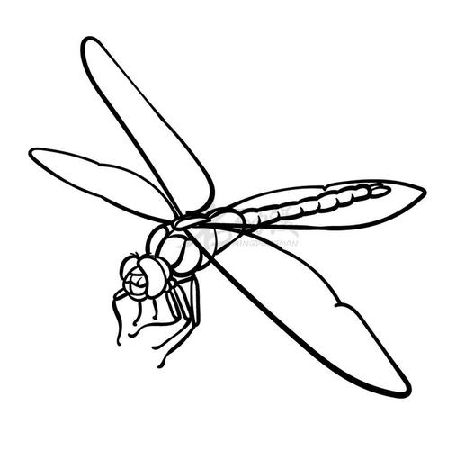 怎样画出好看的蜻蜓初学者画蜻蜓步骤图