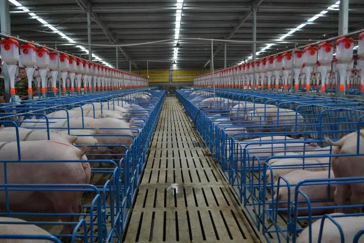 法治先锋 返回首页持续鼓励生猪养殖场(户)扩大产能,强化对生猪生产的