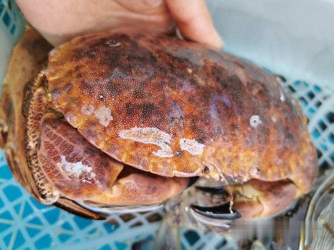 鲜活面包蟹产地批发俄罗斯面包蟹供应商进口面包蟹大量供应