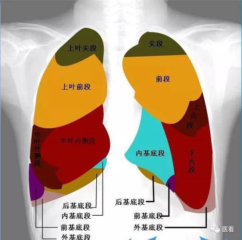 两肺纹理清晰,未见明显实质性浸润; 两侧肺门纵膈未见明显异常; 心脏 
