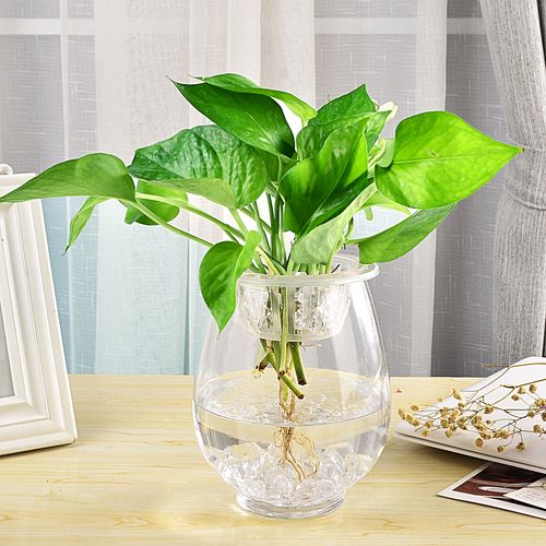 展示与对比:大号玻璃水培植物花瓶花盆透明恐龙蛋绿萝富贵竹水养鱼缸