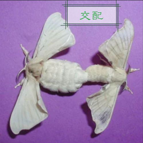 蚕蛾分雌雄,破茧出来的蚕蛾越来越多,它们一雌一雄进行交尾.