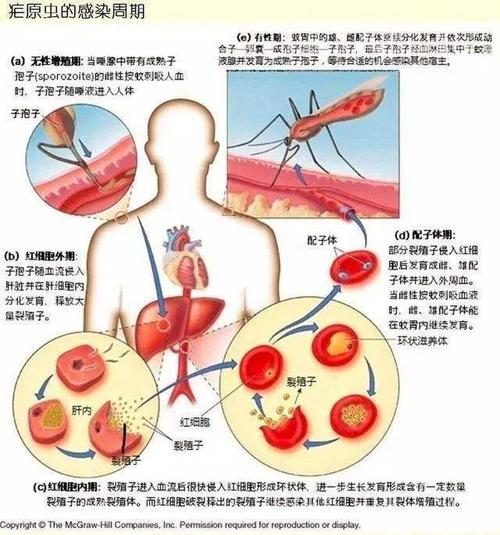 蚊子吸了艾滋病人的血后,再去吸他人血,会导致艾滋病传播吗?