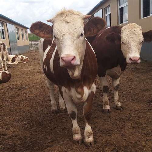 牛养殖基地 6个月的西门塔尔四代母牛多少一头