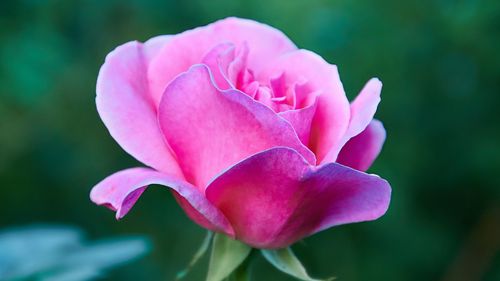 艳丽的玫瑰花摄影高清宽屏桌面壁纸