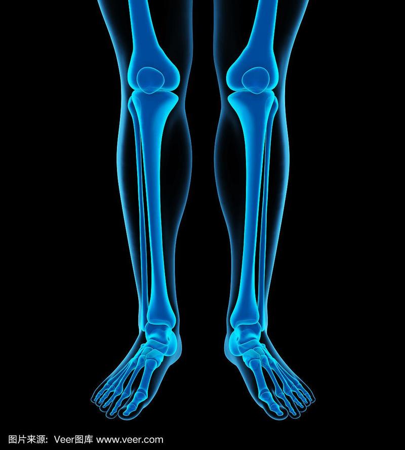 人体腿骨解剖学