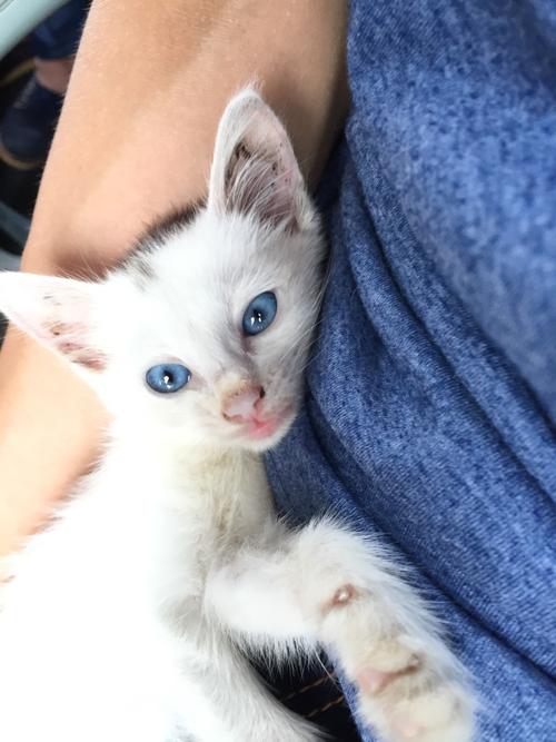 网友们看看这是不是家猫,如果是的话,为什么眼睛是蓝色的,只有5悬赏