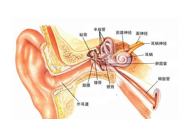 都要依靠小小的耳朵,耳朵虽小,但他的结构却很复杂,通常是由外耳,中耳