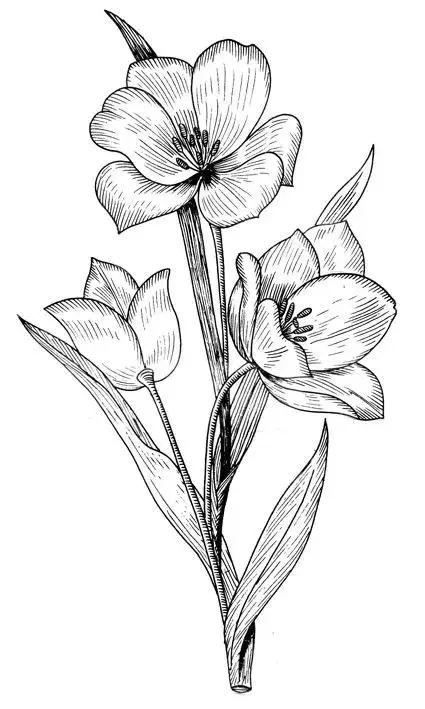 关于花卉的素描线稿,喜欢画花的朋友不要错过