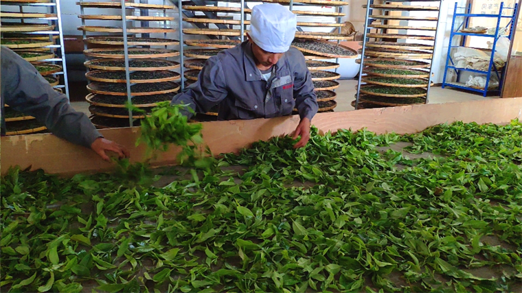 普洱茶品质区块链追溯平台茶企素材采集- 澜沧景迈长宝茶厂