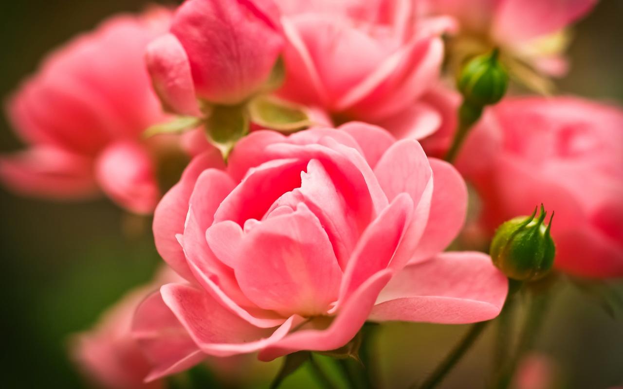 唯美粉色玫瑰花高清图片电脑壁纸