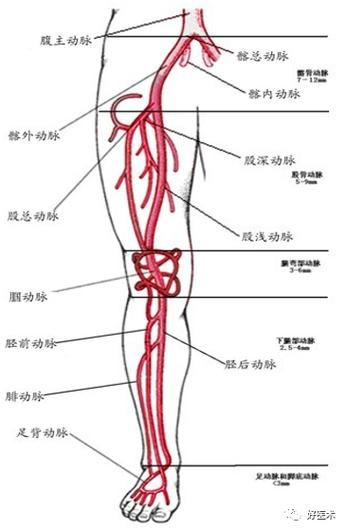 出股三角后股动脉进入收肌管,并经收肌管裂孔进入腘窝,在收肌管内股