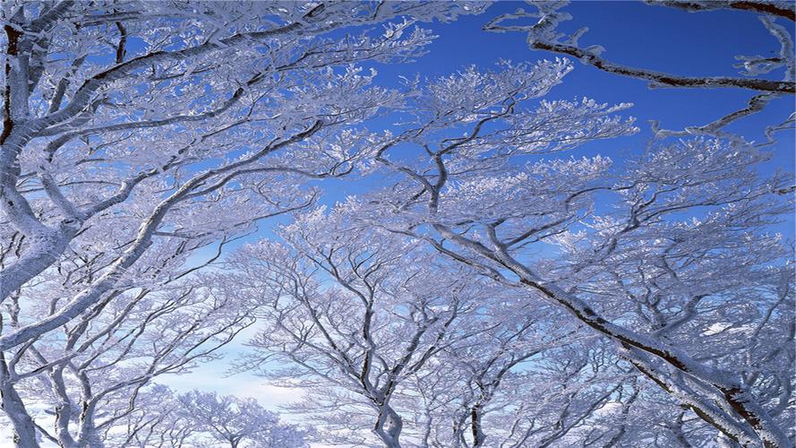 冬季的雪景树木高清电脑桌面壁纸