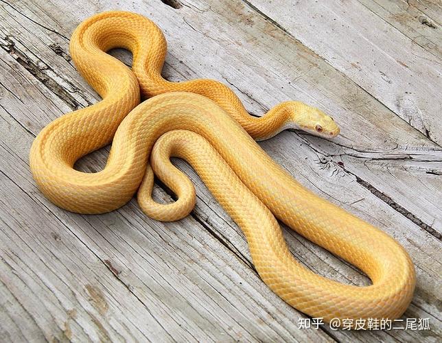 在学校看到一条金黄色的蛇百度不出来请问有谁知道是什么蛇吗