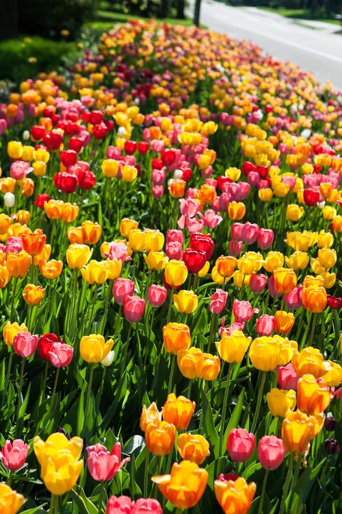 一片色彩缤纷的郁金香花田图片 花卉,花朵,花的特写,郁金香, _ 图片网