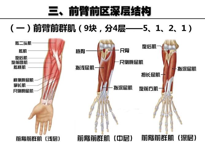 局部解剖学上肢课件ppt