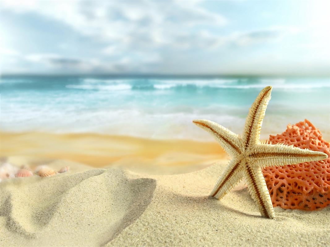 沙滩上的海星贝壳唯美创意摄影高清桌面壁纸第二辑