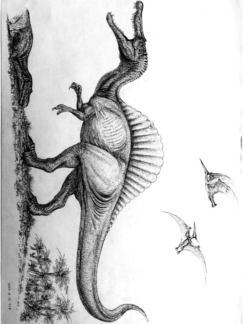 钢笔画—棘龙 棘龙是一种巨型肉食性兽脚类恐龙,生存于1亿万年前的