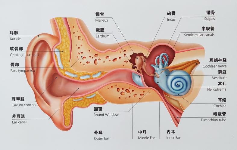 了解耳朵的构成及听力损失的分类