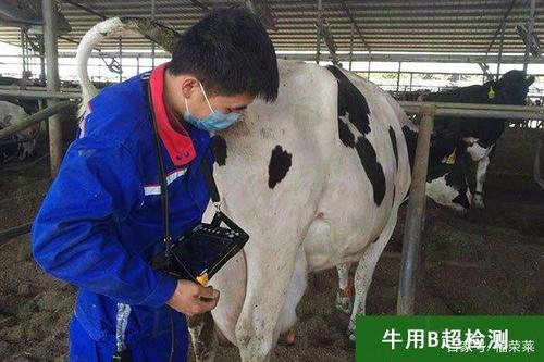 牛用b超机测母牛怀孕