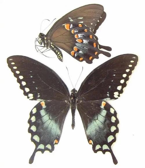 北美银月豹凤蝶的幼虫 长得像动画片