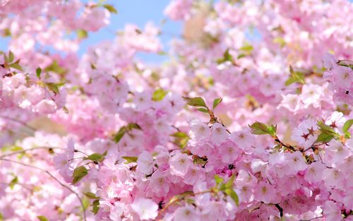 樱花,粉红色的花朵,春天,开花 壁纸 - 1920x1200