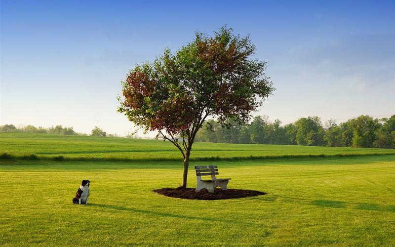 春草,早晨的阳光,狗,板凳,树,绿 壁纸 - 1680x1050