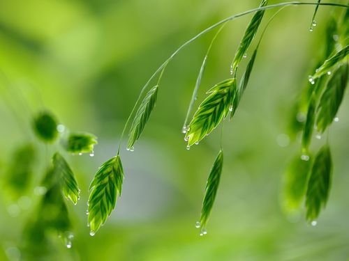 护眼,树叶,绿色,清新,唯美,安静,水珠,最美不过下雨天,护眼壁纸图片