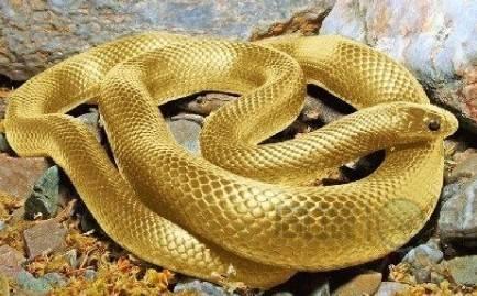 江西黄金条蛇叫什么蛇