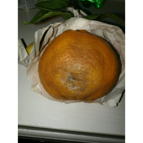 【寻味中国】四川不知火丑橘丑八怪5斤装 新鲜水果丑柑丑桔橘子
