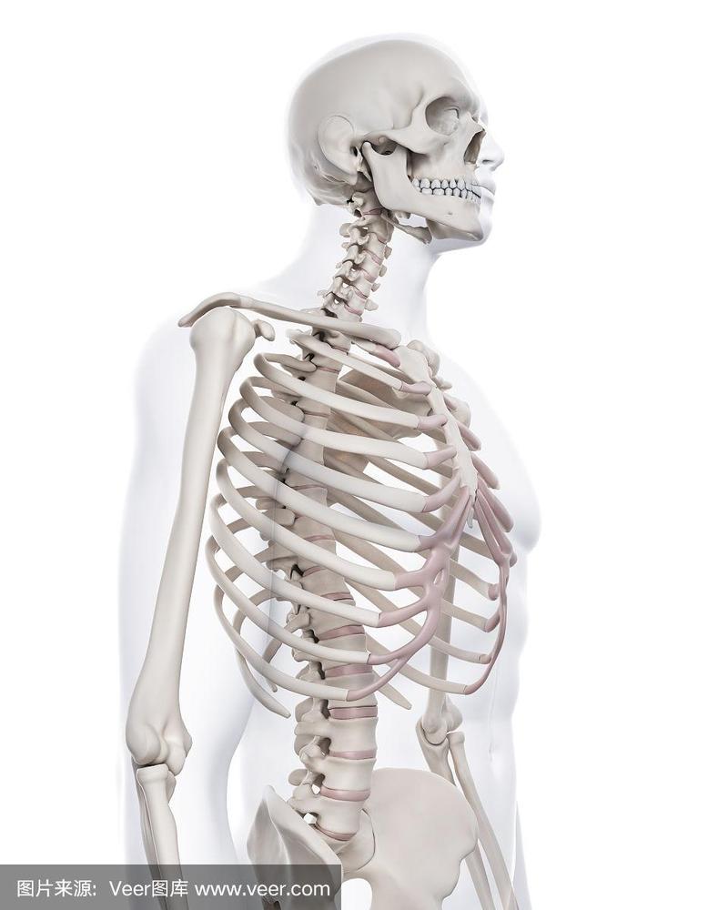 骨骼的胸腔